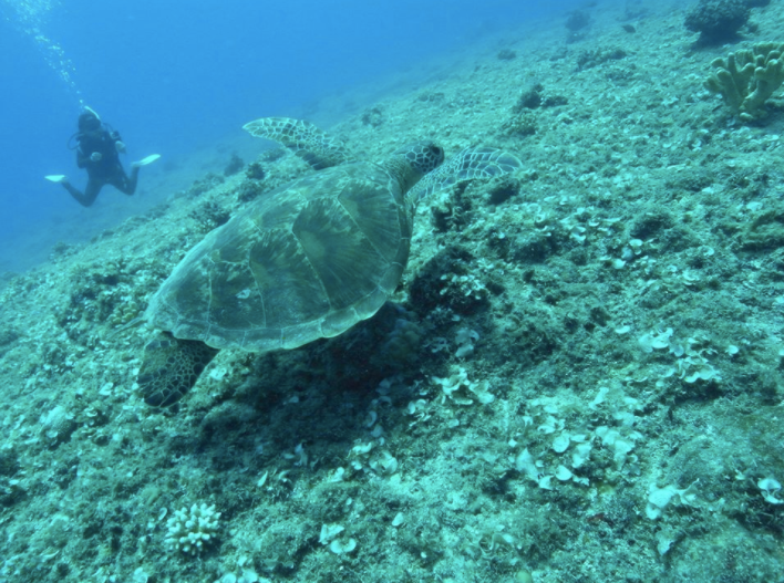 Snorkeling With Sea Turtles & Speedboat Riding in Guam