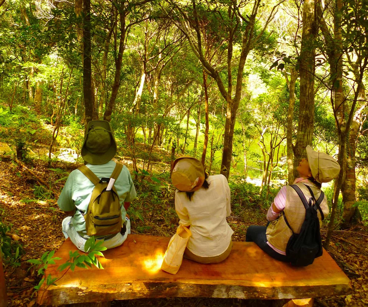 Forest Therapy Experience in Kunigami Village, Okinawa