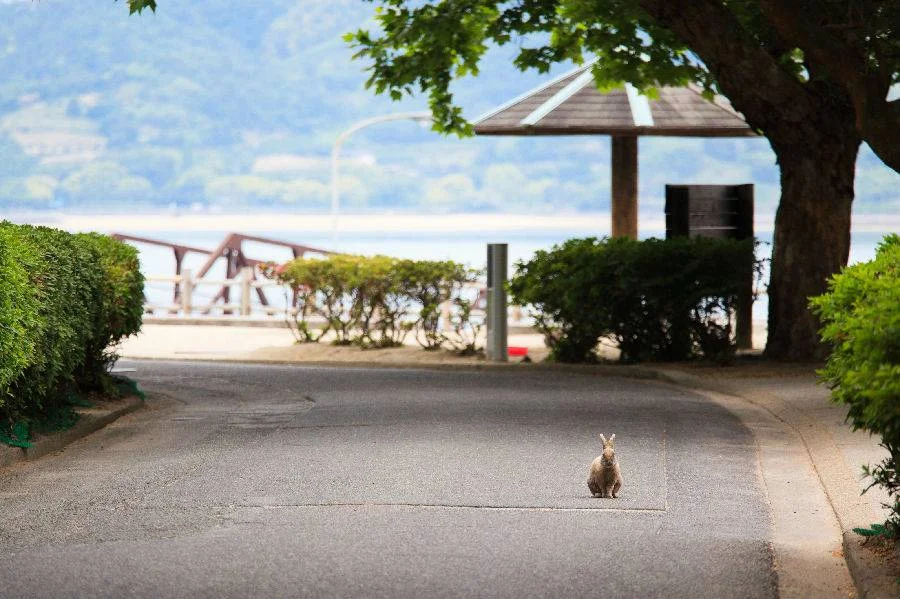 1-Day Guided Tour of Okunoshima Rabbit Island & Takehara