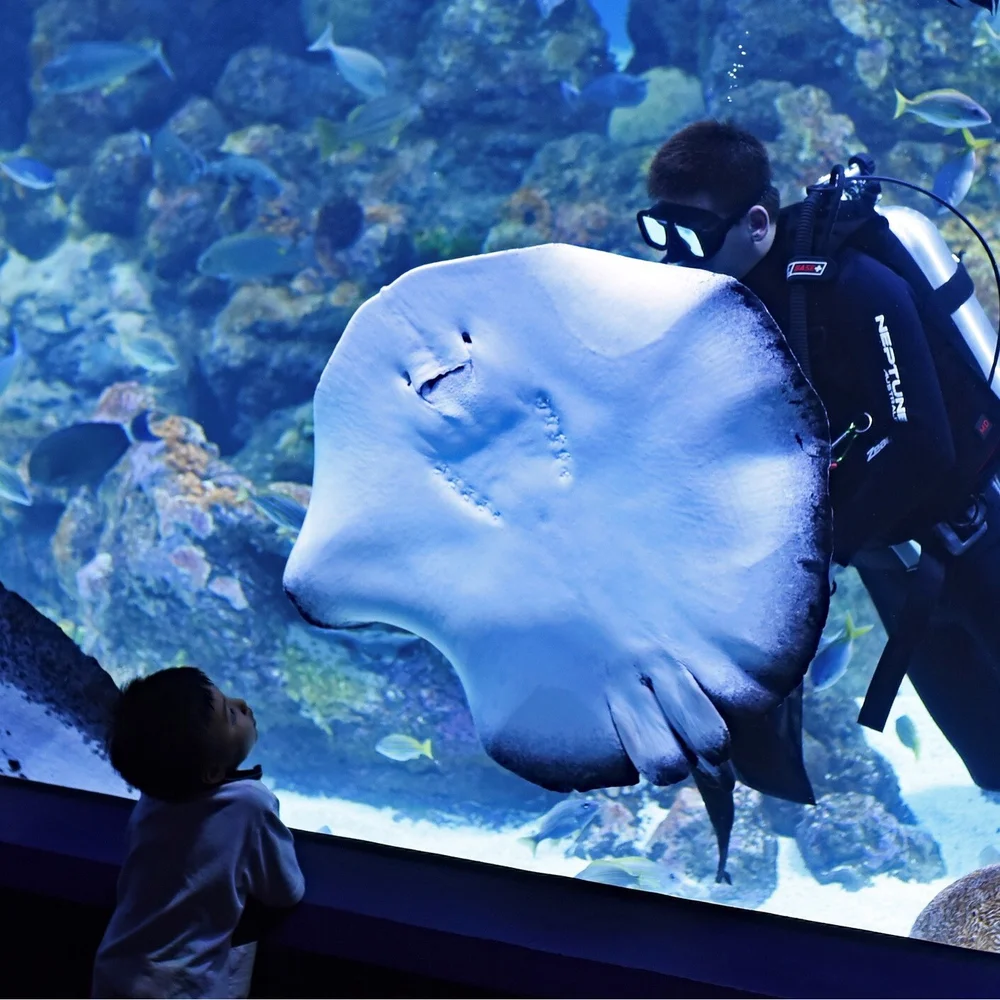 オーストラリア ケアンズ水族館 入場チケット