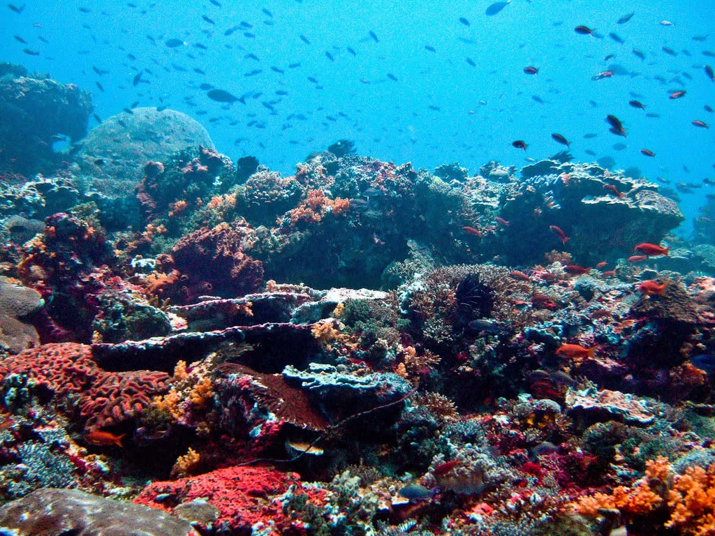 Ilse Reijs and Jan-Noud Hutten : Scuba diving Bali Nusa Lembongan, Coral Reef off Nusa Lembongan, Bali