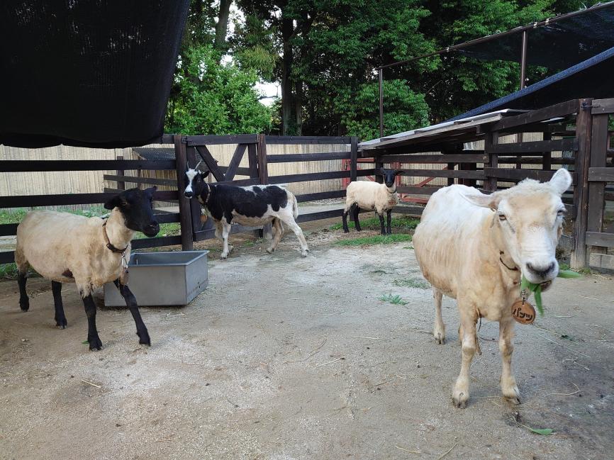 神奈川 横浜 金沢動物園 入園チケット 予約＜毎週土曜日は、小・中・高校生は無料・要学生証等＞