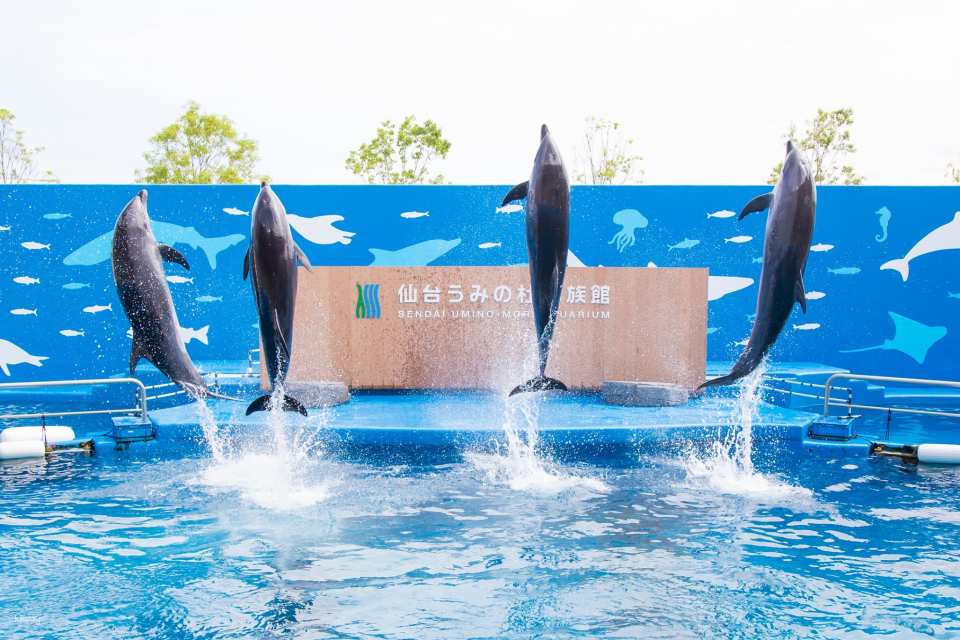 宮城 仙台うみの杜水族館 入館Eチケット 予約