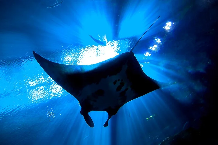 Nusa Penida Snorkelling - Swim with The Manta Rays