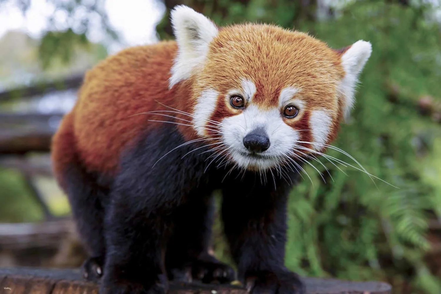 オーストラリア メルボルン動物園（Melbourne Zoo）入場Eチケット 予約