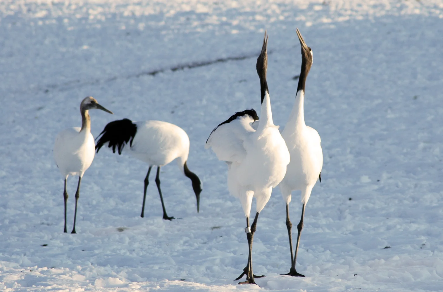Japanese red-crowned crane observation tour in Hokkaido!