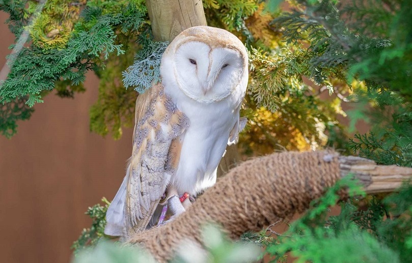 愛知 のんほいパーク（豊橋総合動植物公園）入園Eチケット（引換券）予約