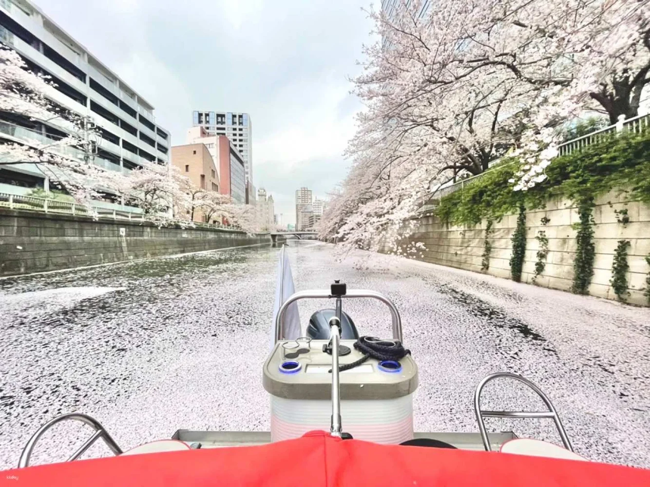 Private Meguro River Cherry Blossom Viewing Chandon Cruise in Tokyo 2023