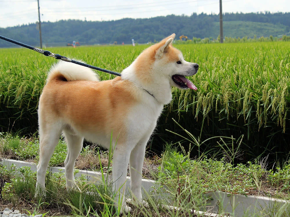 Akita Dog Playdate in Noshiro City, Akita Prefecture