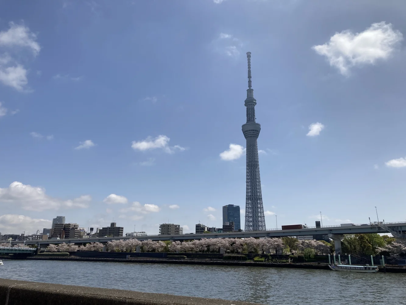 東京 大横川＆隅田川 貸切お花見クルージング 予約　＜3月20日から4月14日までの期間限定＞