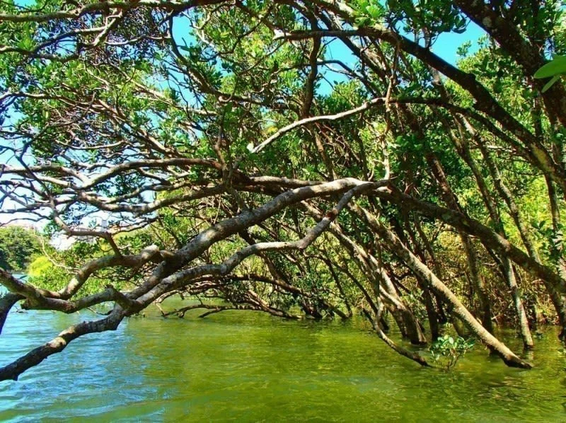 Hija River Mangrove Kayak Tour in Kadena, Okinawa