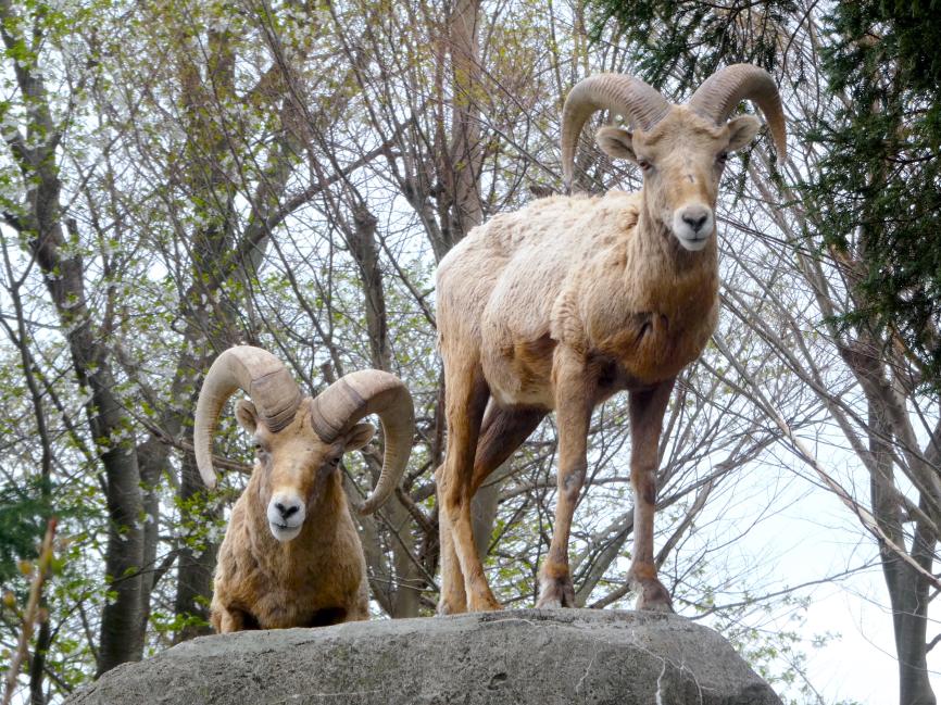 神奈川 横浜 金沢動物園 入園チケット 予約＜毎週土曜日は、小・中・高校生は無料・要学生証等＞