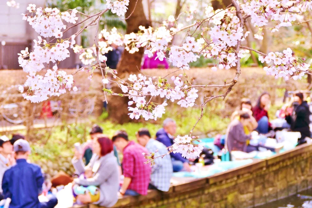 Book a Kyoto Spring Evening Cherry Blossom Food Tour [Sakura 2025]