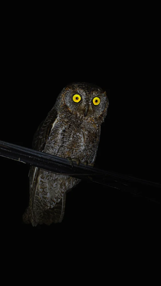 奄美大島 天然記念物アマミノクロウサギ 自然観察ナイトツアー