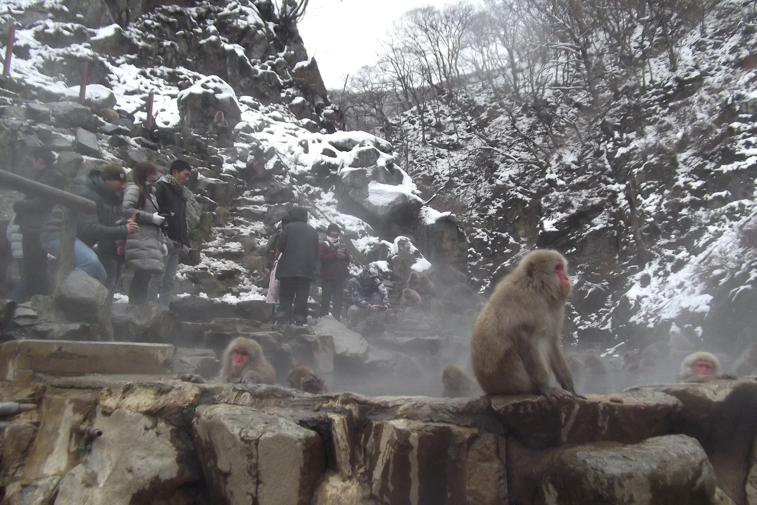 Go on a one day trip to see the Snow Monkeys!