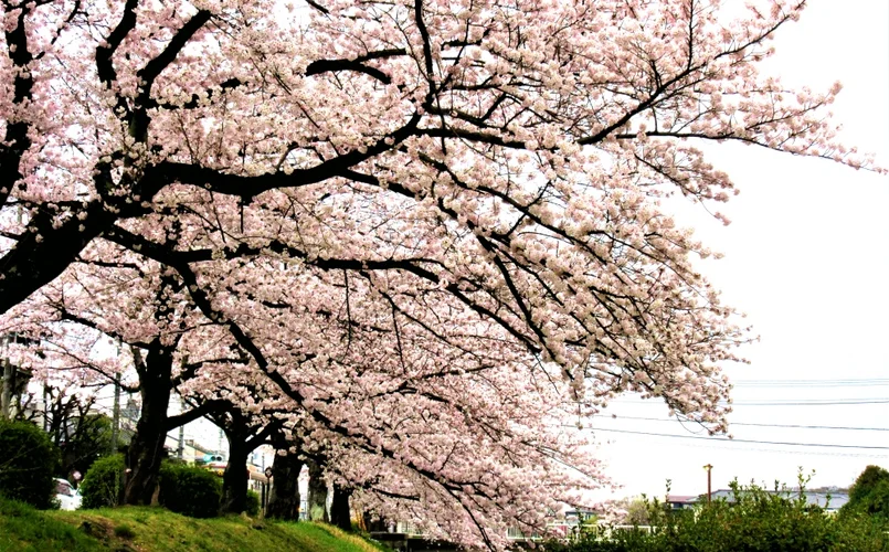 Cherry Blossom Tree or Sakura - Visit Japan in Spring 2024 and