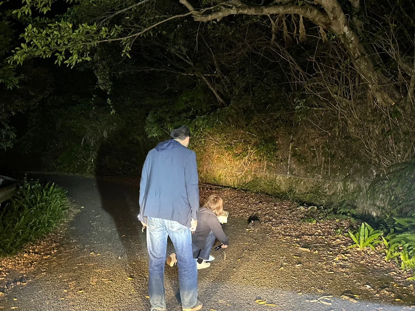 奄美大島 天然記念物アマミノクロウサギ 自然観察ナイトツアー