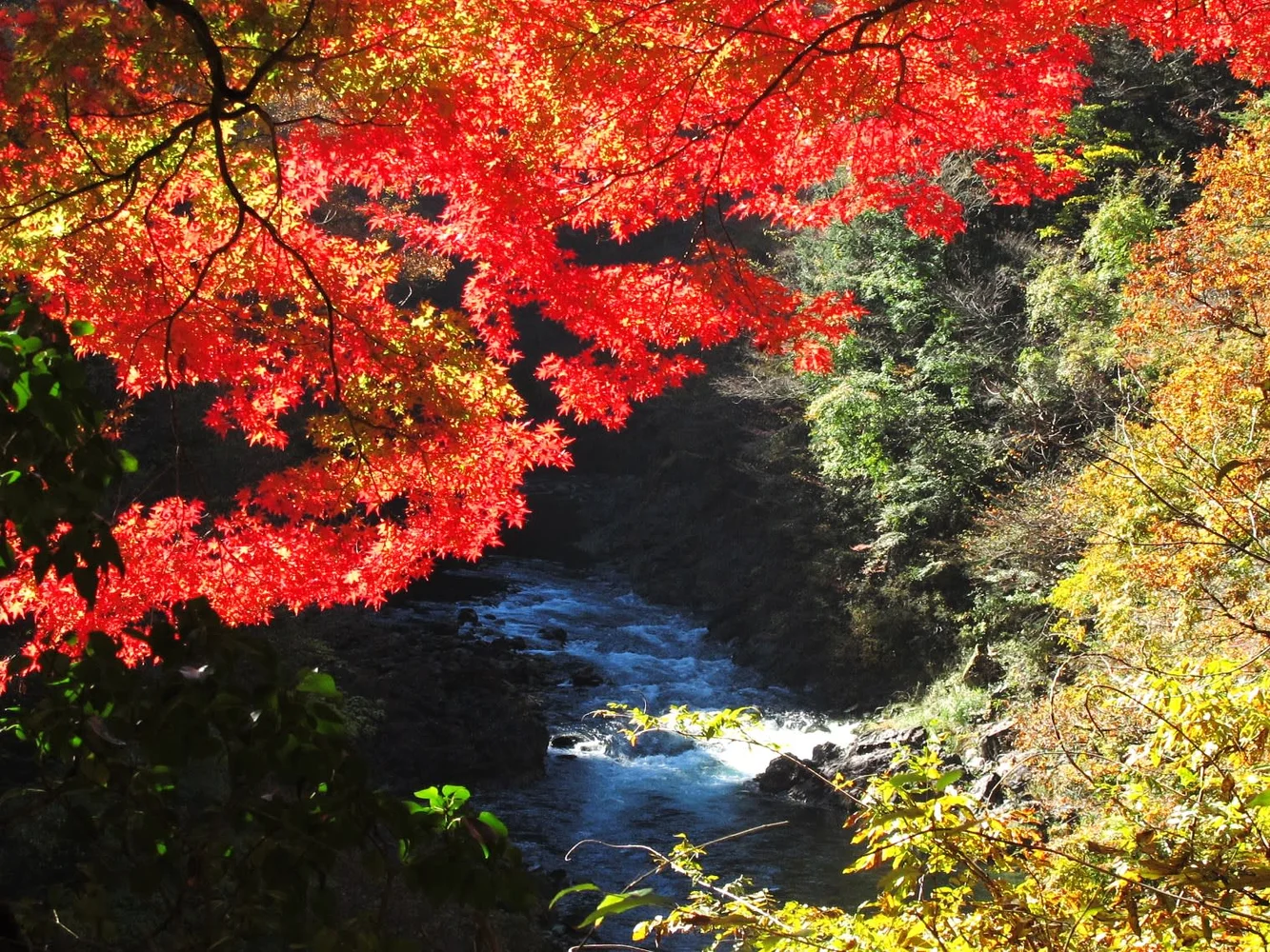 Okutama Forest Therapy（Shinrin-yoku）Tour