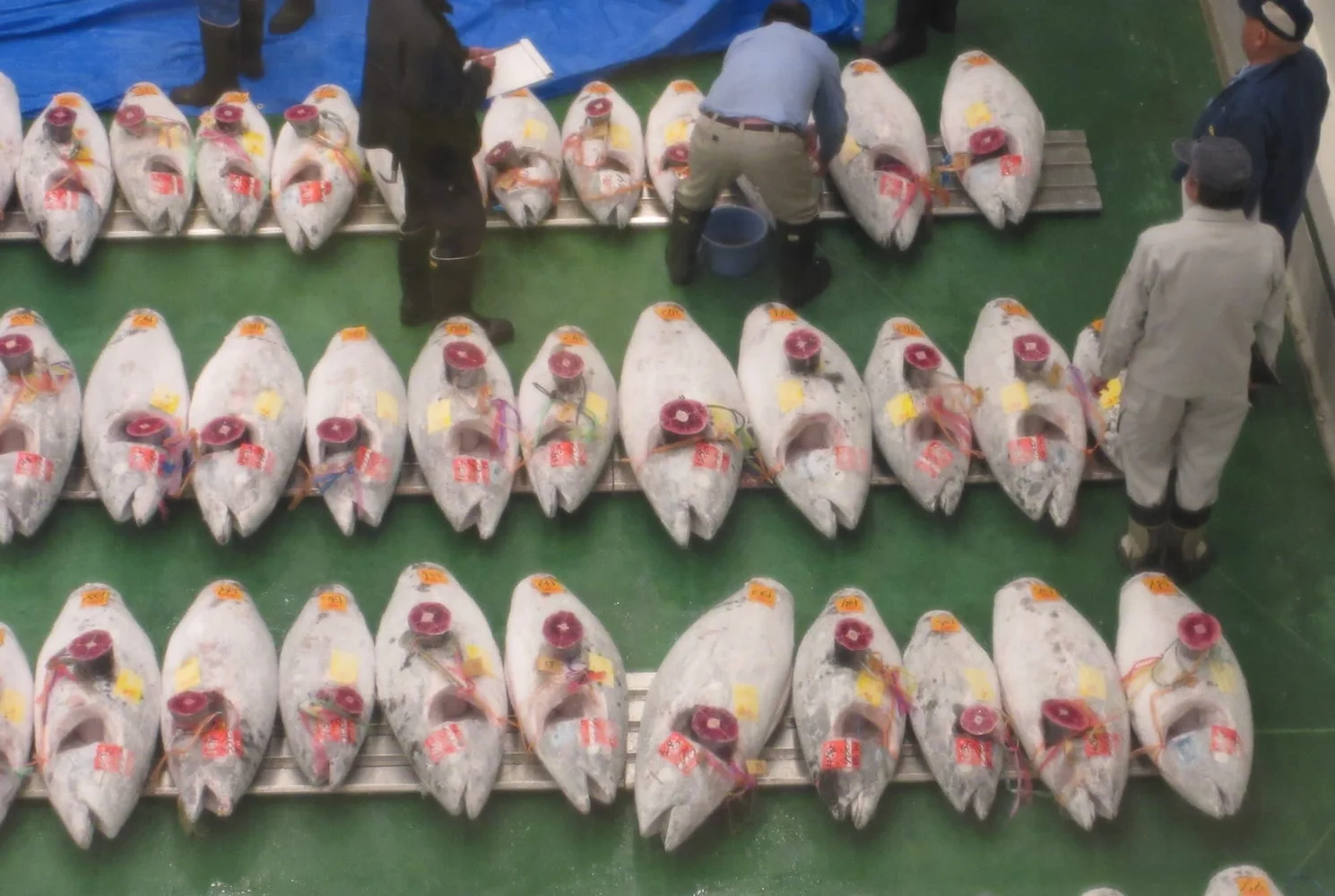An Amazing Tuna Auction in Toyosu Market and Tsukiji Outer Market Tour
