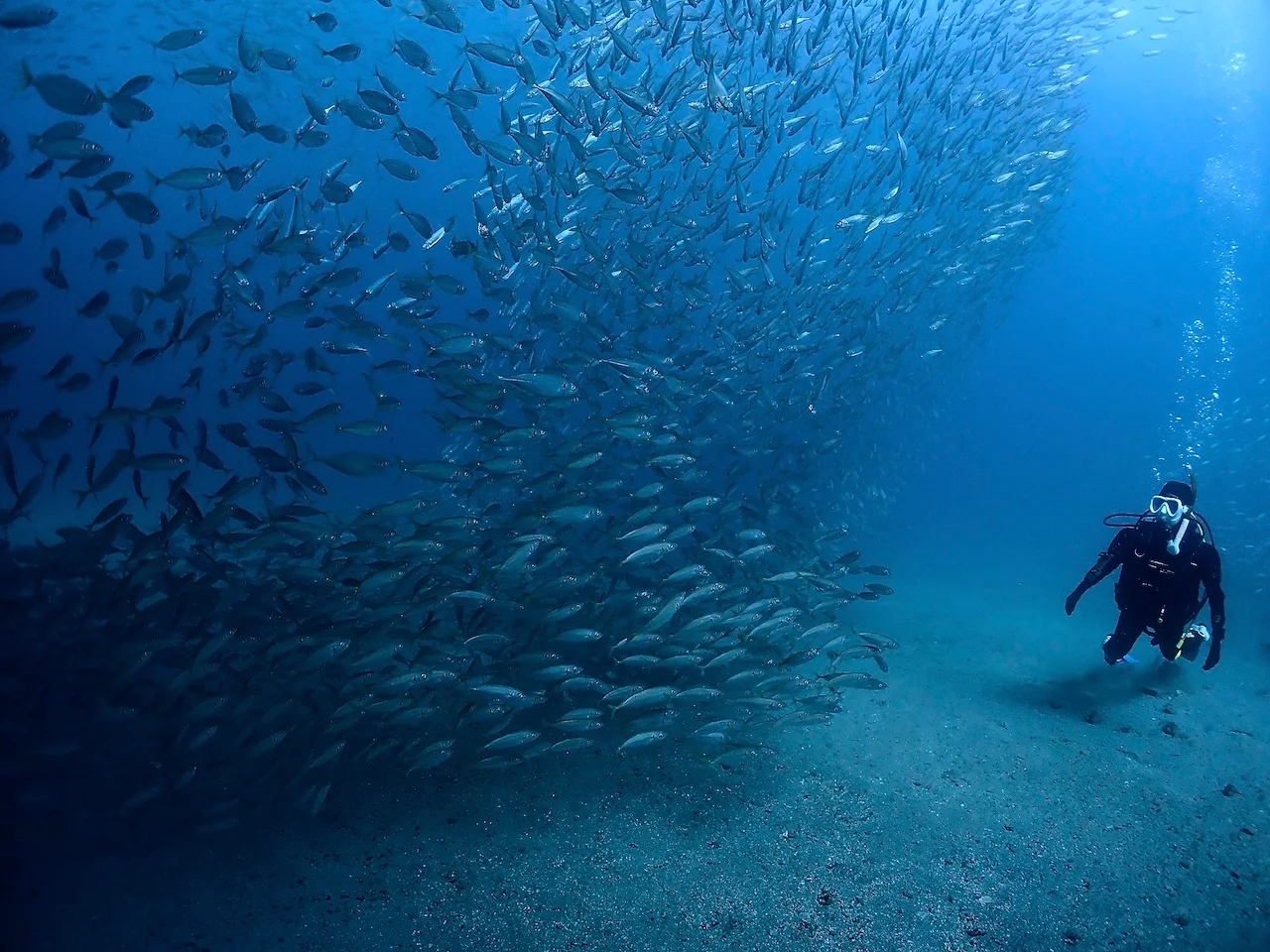 Hyogo Kobe Diving License One-Day Course