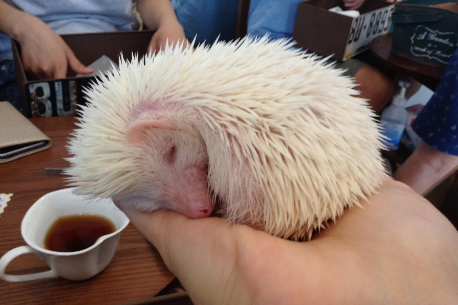 Play with cute hedgehogs at a cafe in Harajuku, Tokyo!