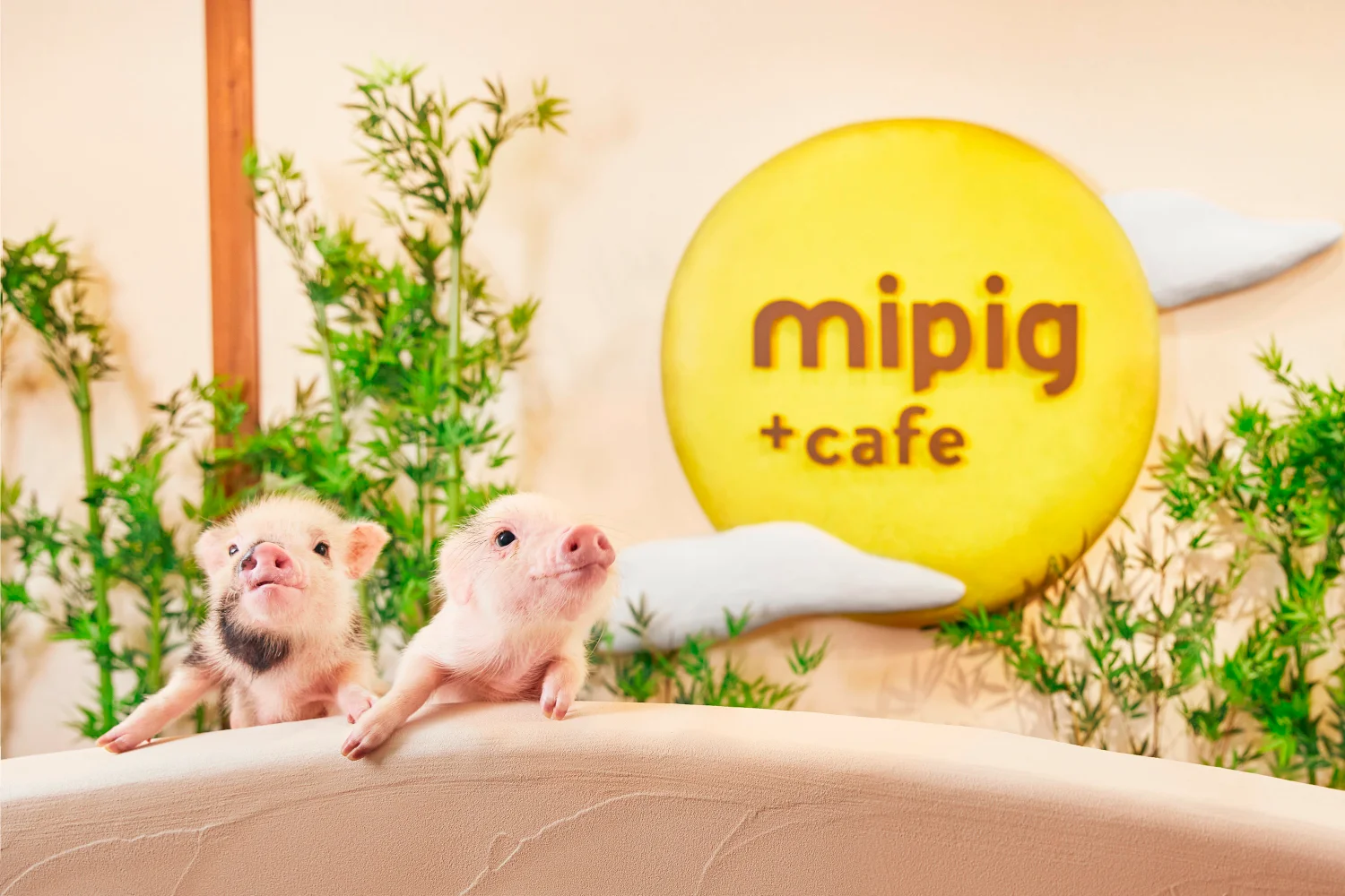 Book Mini Pig Cafe in Osaka