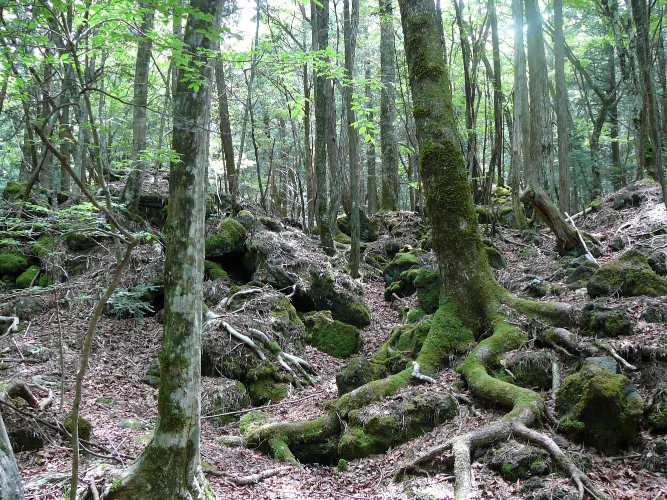 Explore Aokigahara, the Sea of Beautiful Trees! 