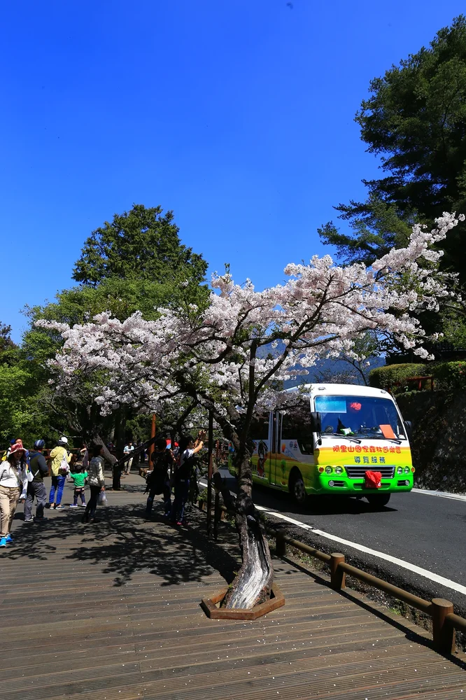 Alishan National Forest Recreation Area E-Tickets & Alishan Electric Bus Package