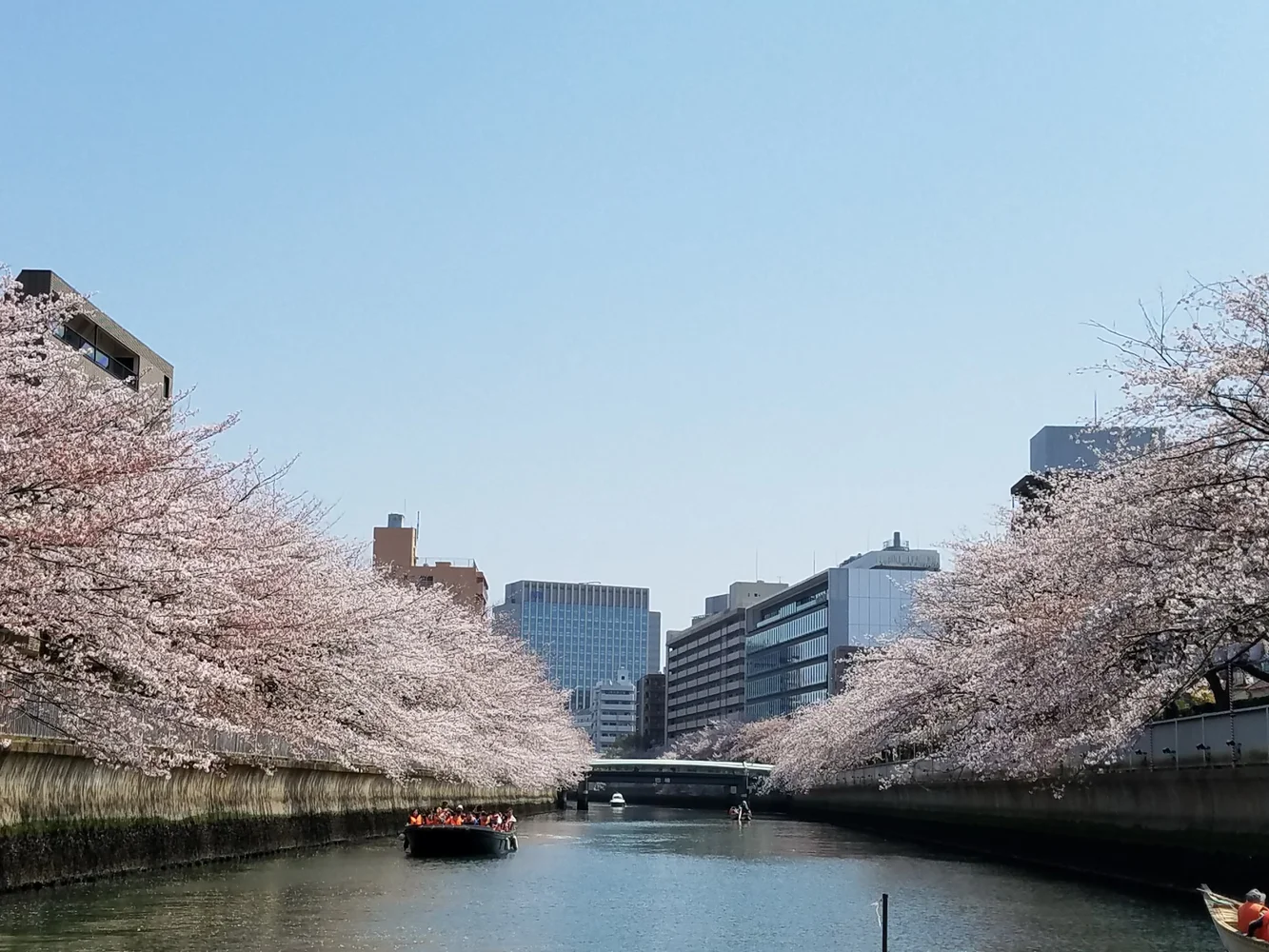 東京 大横川＆隅田川 貸切お花見クルージング 予約　＜3月20日から4月14日までの期間限定＞