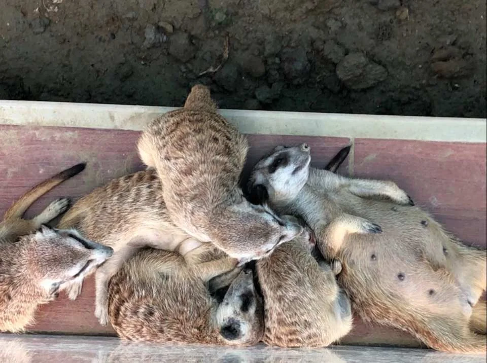 台湾 嘉義 三隻小猪観光農場（3匹の子豚観光農場） 入場Eチケット 予約