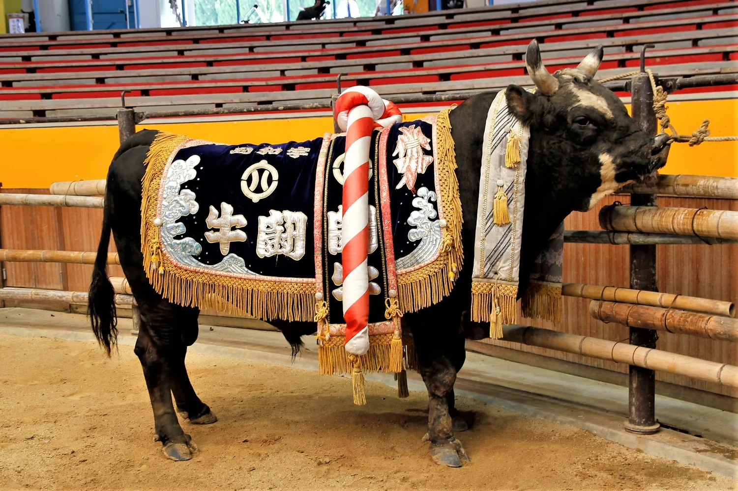 Japanese Bullfighting Private Group Experience in Uwajima
