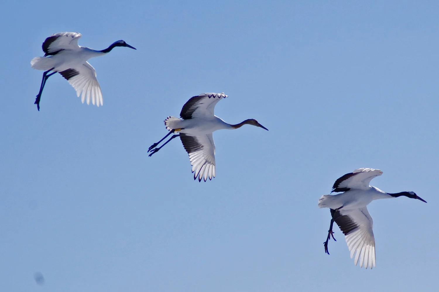 Japanese red-crowned crane observation tour in Hokkaido!