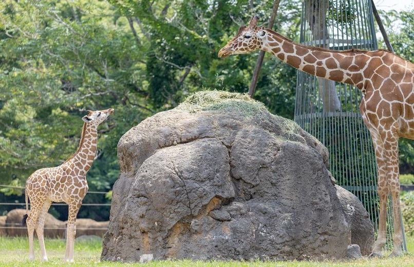 愛知 のんほいパーク（豊橋総合動植物公園）入園Eチケット（引換券）予約