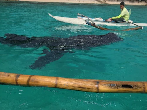 フィリピン セブ島 オスロブ ジンベイザメに会いに行く！シュノーケリング 1日ツアー ＜日本語ガイド付き＞