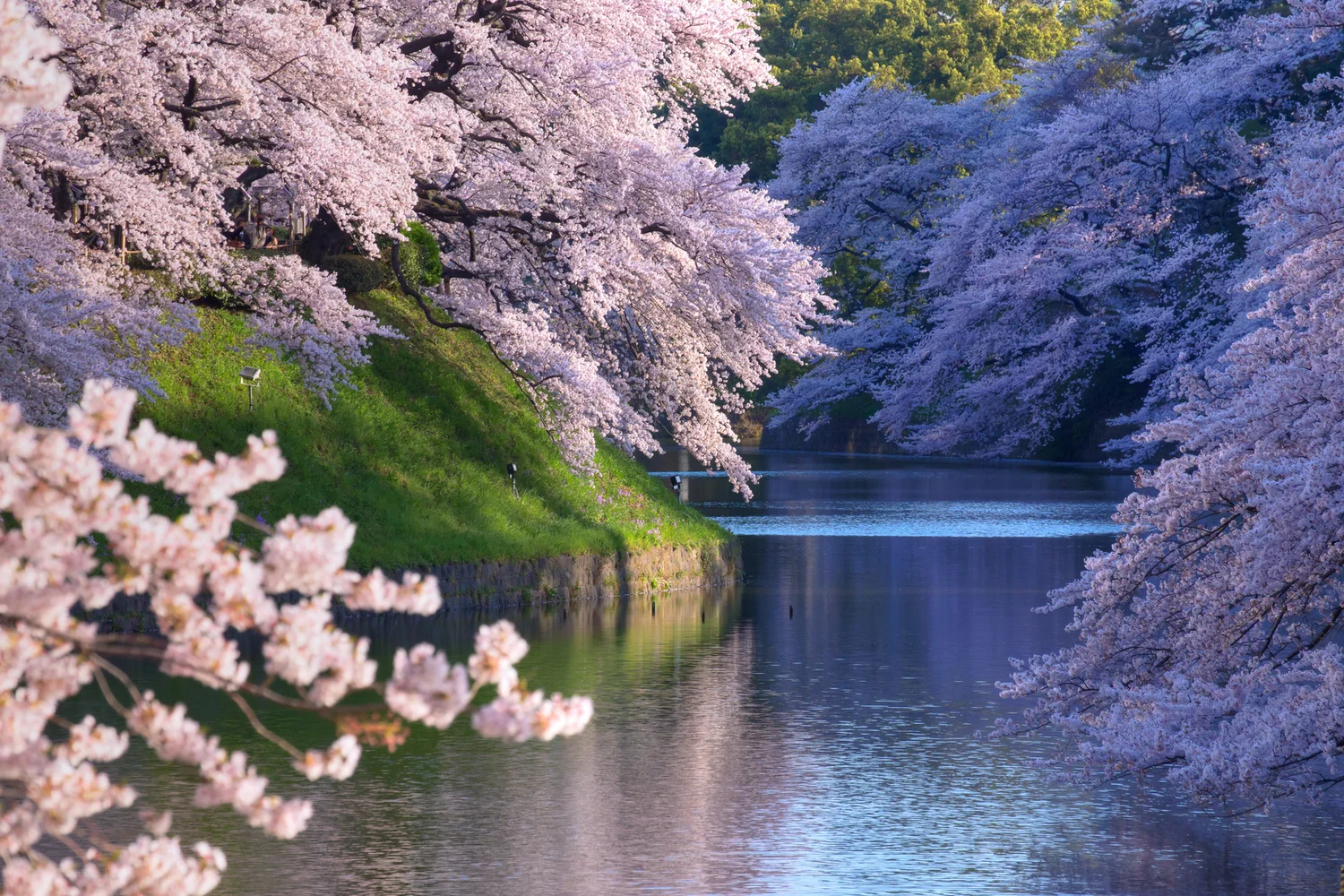 Experience Tokyo's Best Cherry Blossoms with a Pro Guide
