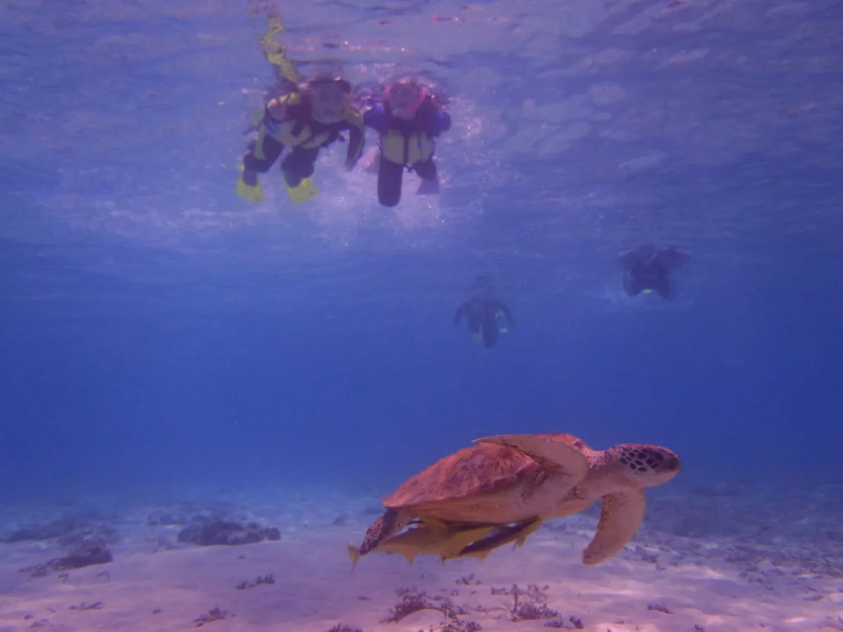 Snorkeling With Sea Turtles in Tokashiki Island's Lagoon