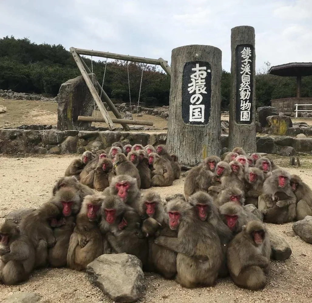 香川 小豆島銚子渓 自然動物園 お猿の国 入場Eチケット