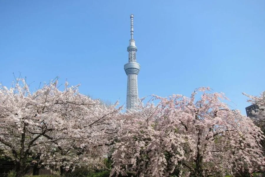 Customize and Enjoy a Private One-Day Tour in Tokyo!