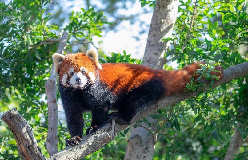 愛知 のんほいパーク（豊橋総合動植物公園）入園Eチケット（引換券）予約