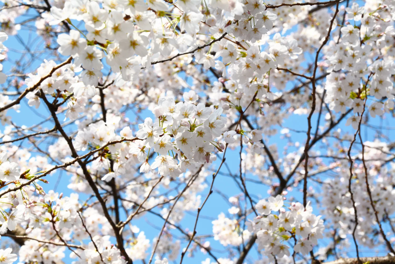 Tokyo 60-Minute Cherry-Blossom Viewing Cruise on Oyoko River [Until Apr 14]