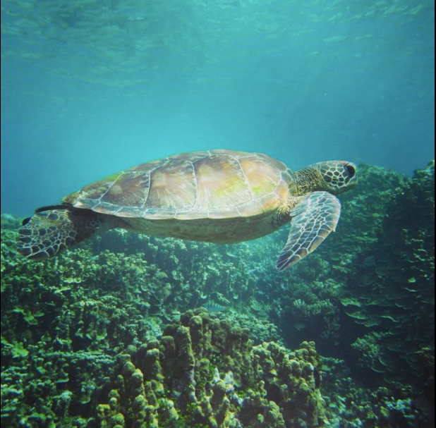 Snorkeling With Sea Turtles & Speedboat Riding in Guam