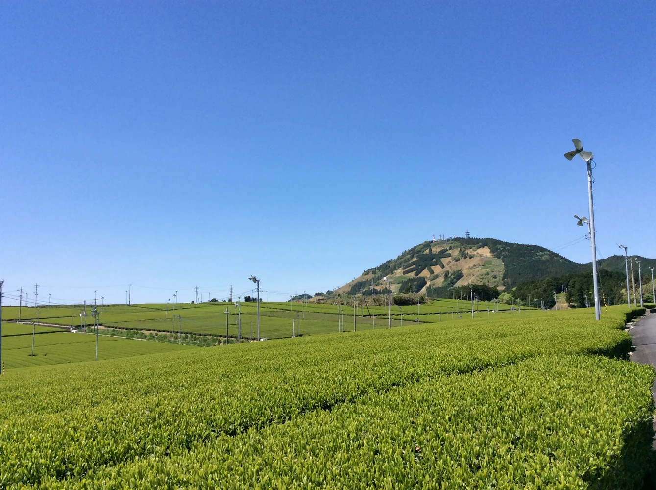 Enjoy a Special Green Tea Tour in Makinohara, Shizuoka