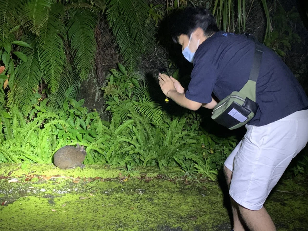 奄美大島 天然記念物アマミノクロウサギ 自然観察ナイトツアー