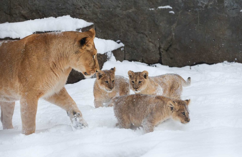 北海道 旭山動物園「よくばりチケット：入園券＋上野ファーム＋プレミアムサービス券」引換Eチケット 予約