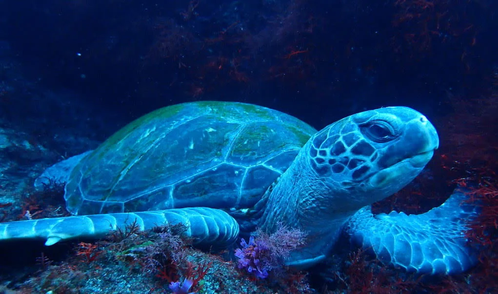 Sea Turtle-Spotting Diving Tour & 1-Night Stay at Oshima