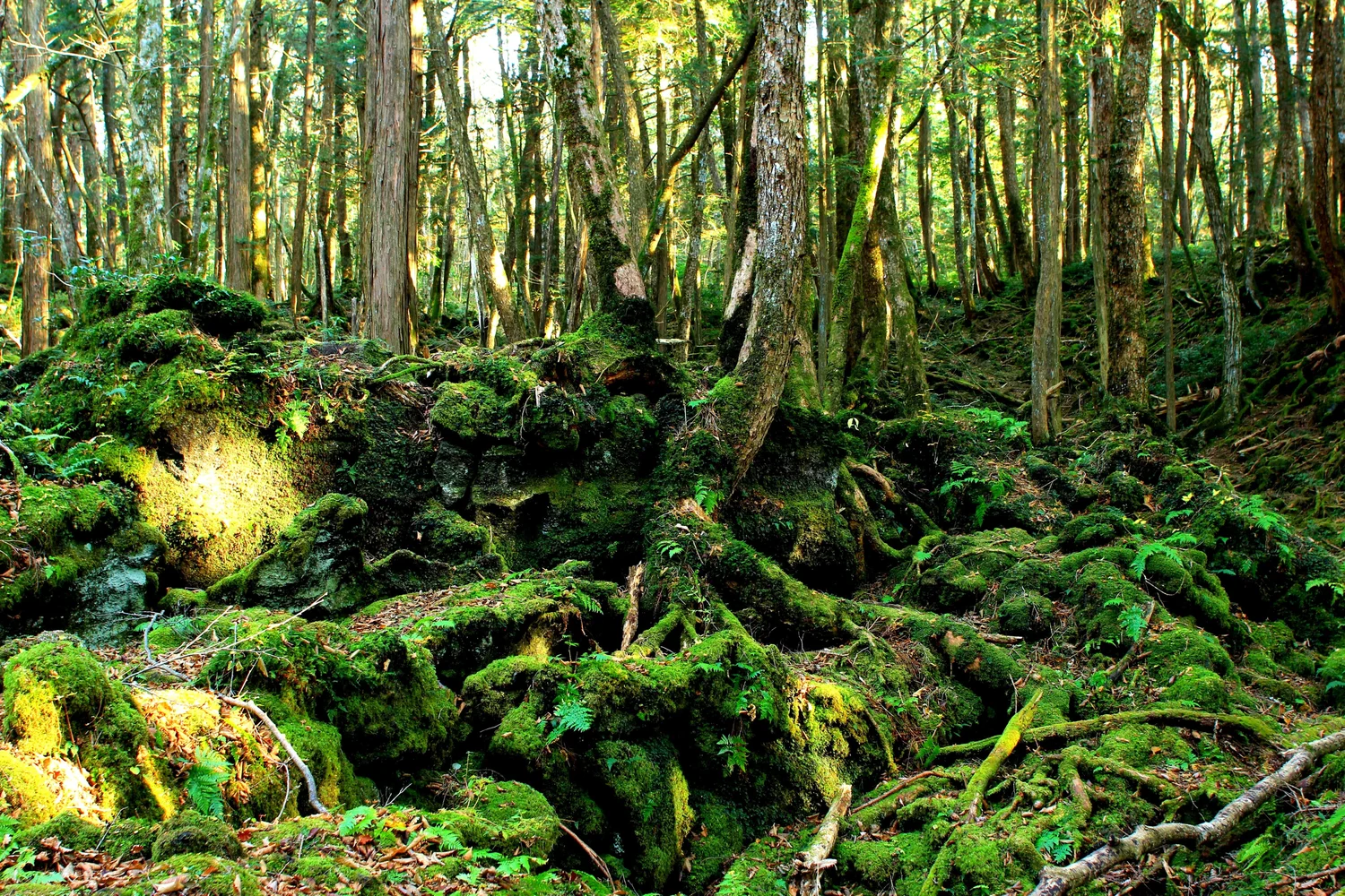 Explore Aokigahara, the Sea of Beautiful Trees! 