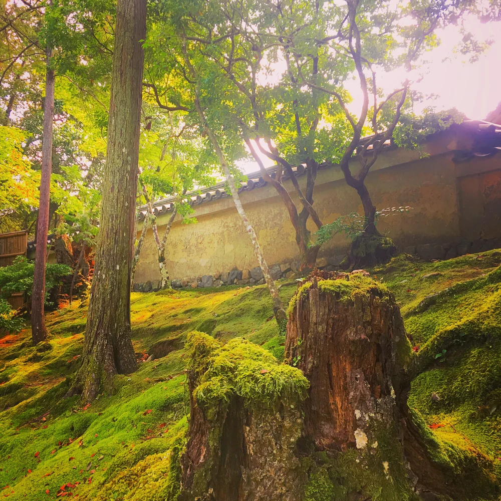 A moss-covered slope and tree stump at Saihō-ji (Moss Temple) in Kyoto