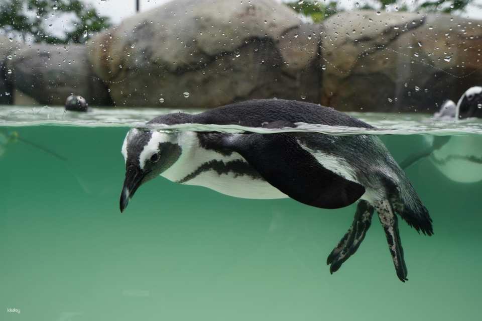 宮城 仙台うみの杜水族館 入館Eチケット 予約