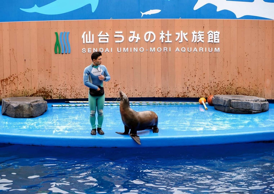 宮城 仙台うみの杜水族館 入館Eチケット 予約