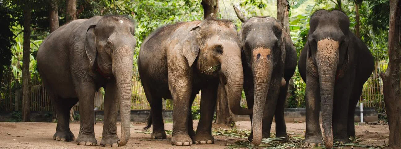 Elephant Jungle Sanctuary Ethical Experience on Koh Samui